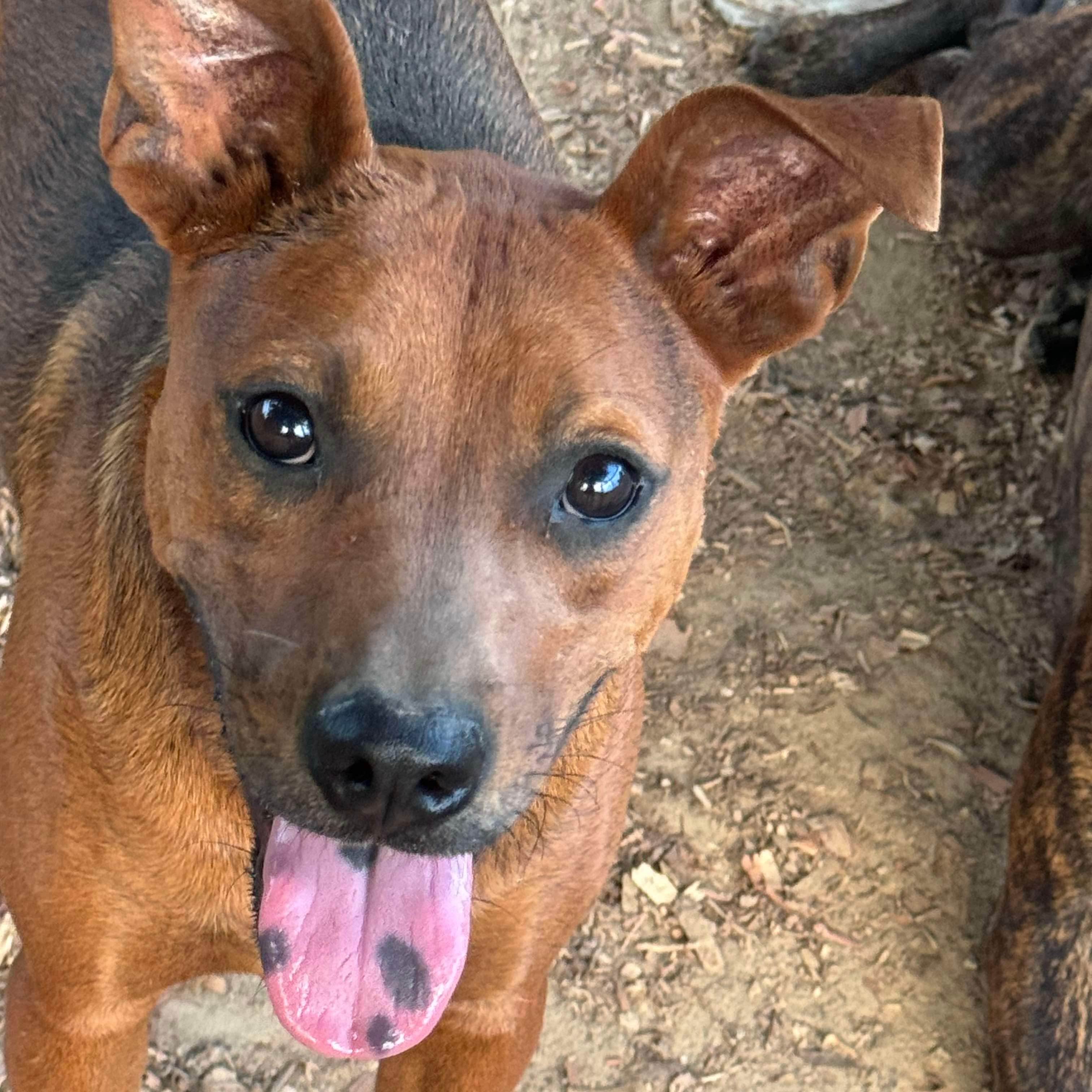 Scooby, an adoptable Mixed Breed in Camden, AL, 36726 | Photo Image 1
