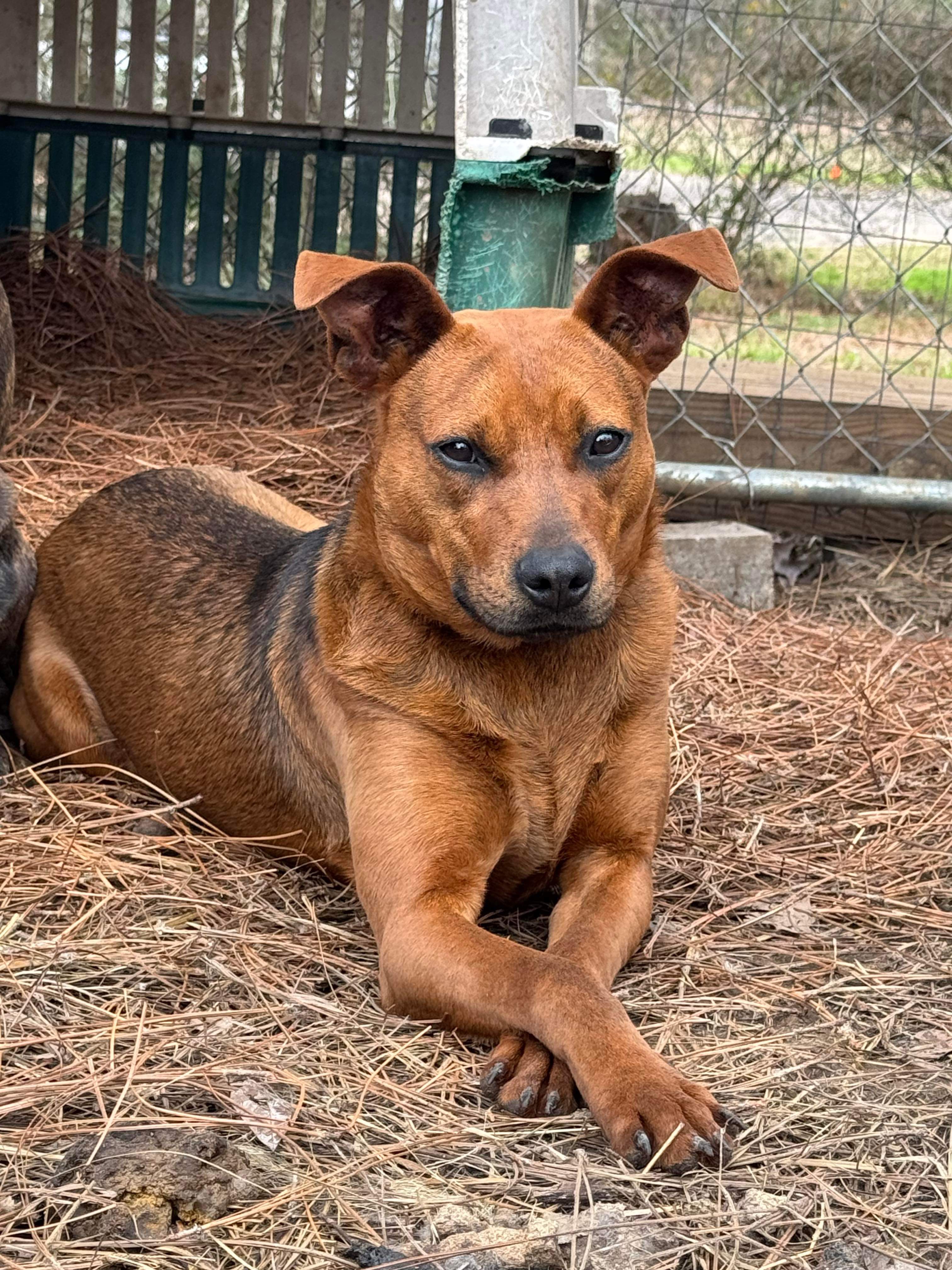 Scooby, an adoptable Mixed Breed in Camden, AL, 36726 | Photo Image 2
