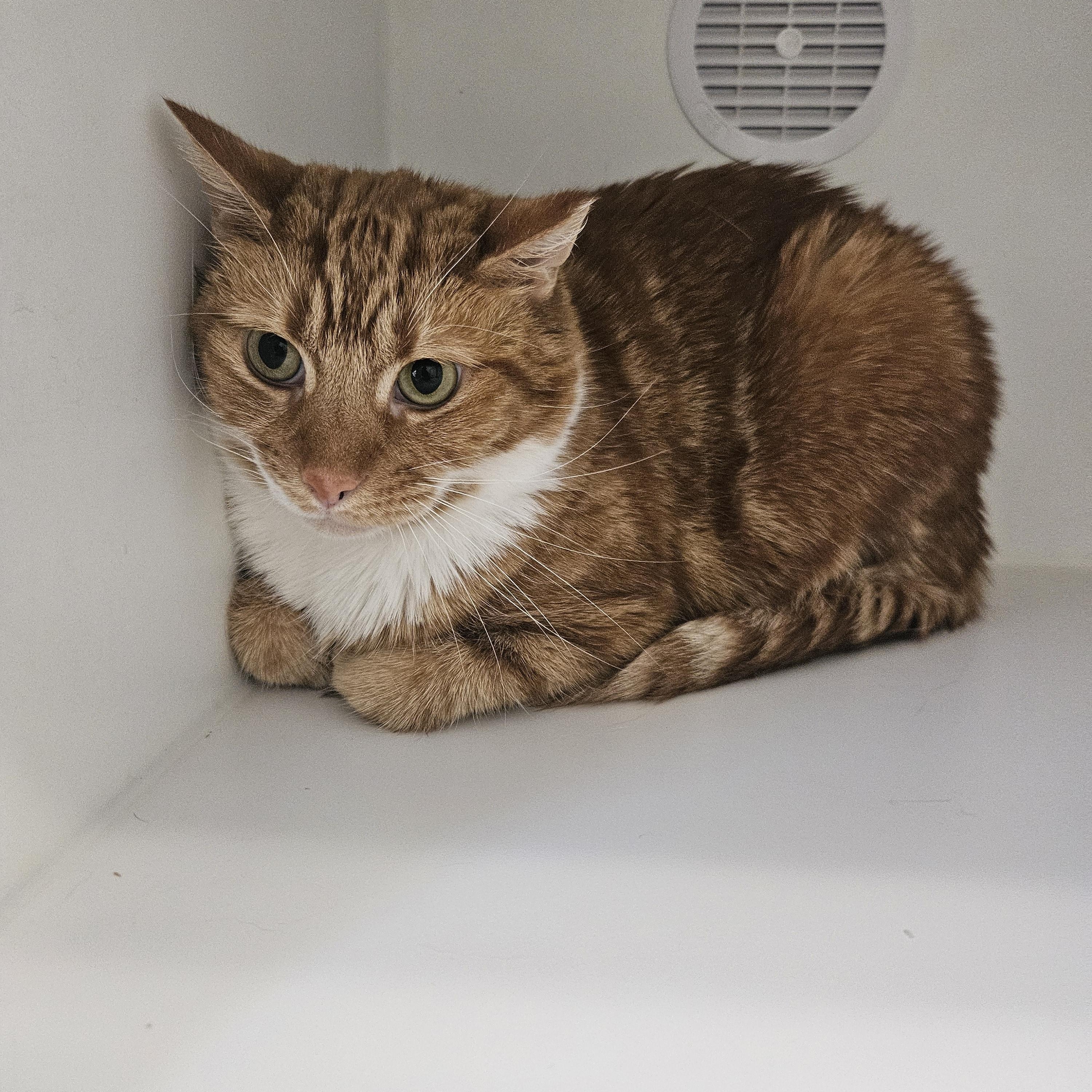 Creamsicle, adopted, Adult Male Domestic Short Hair.