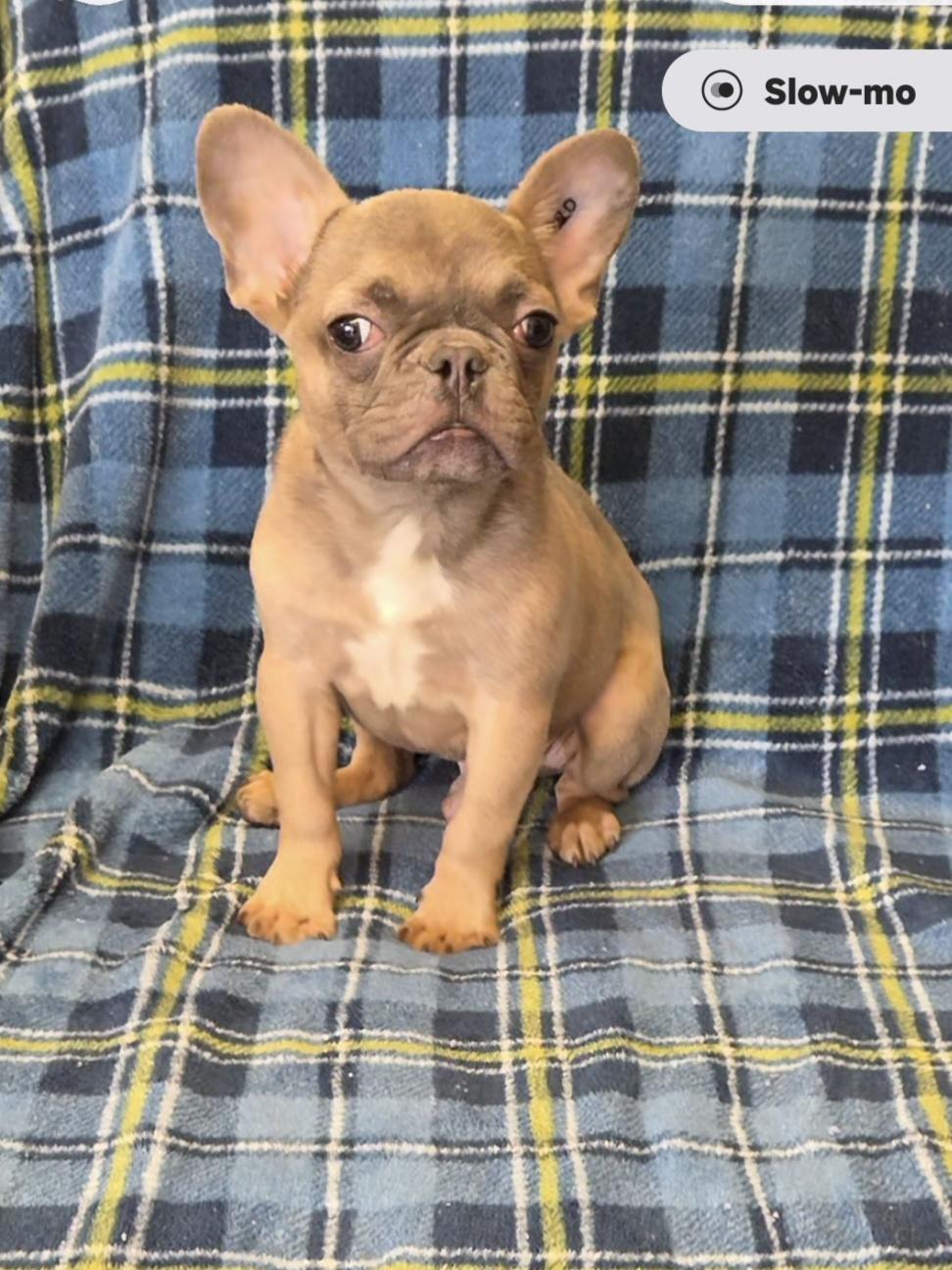 BUB, an adopted French Bulldog in Woodsfield, OH image 2/2