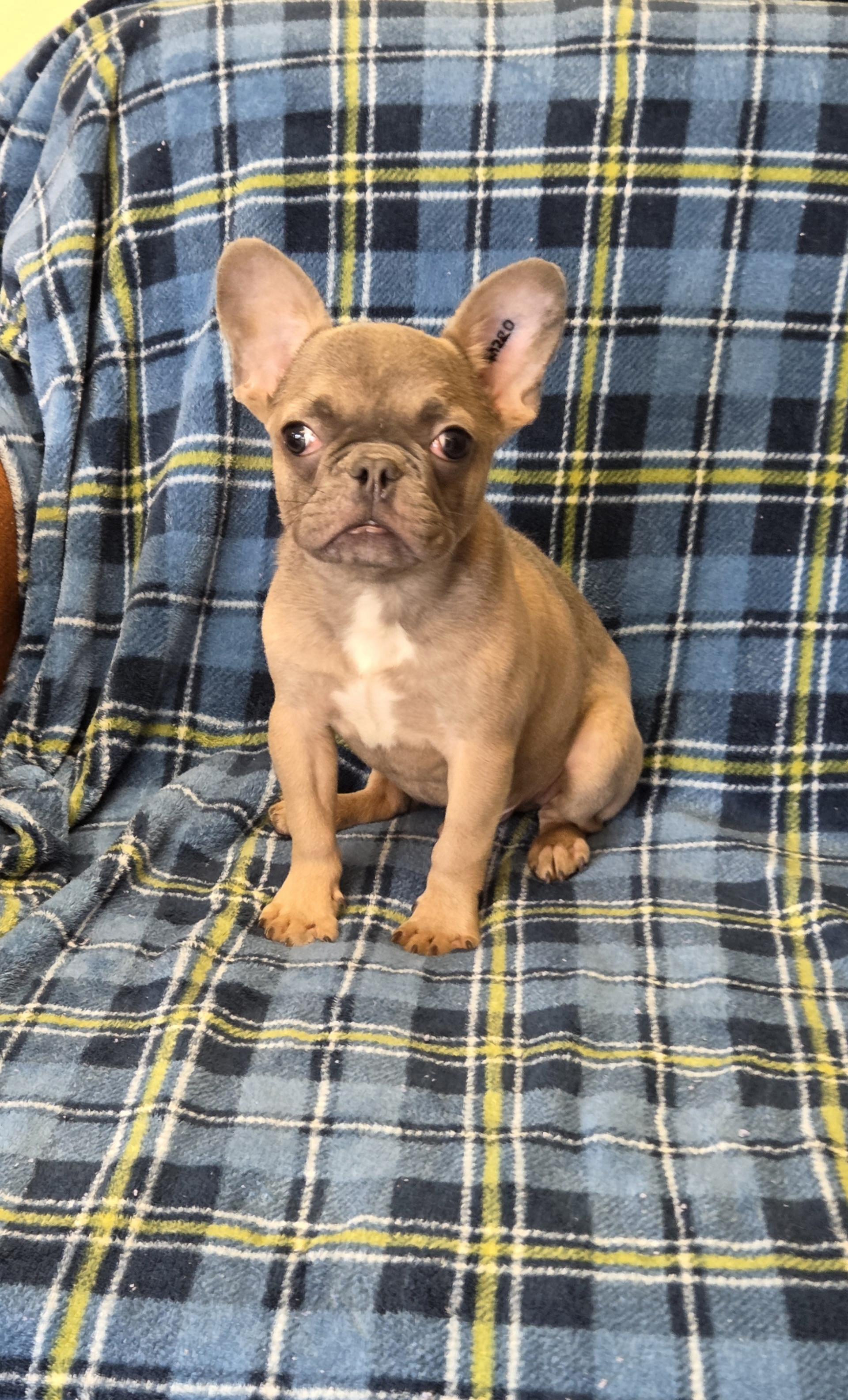 BUB, adopted, Puppy Male French Bulldog.