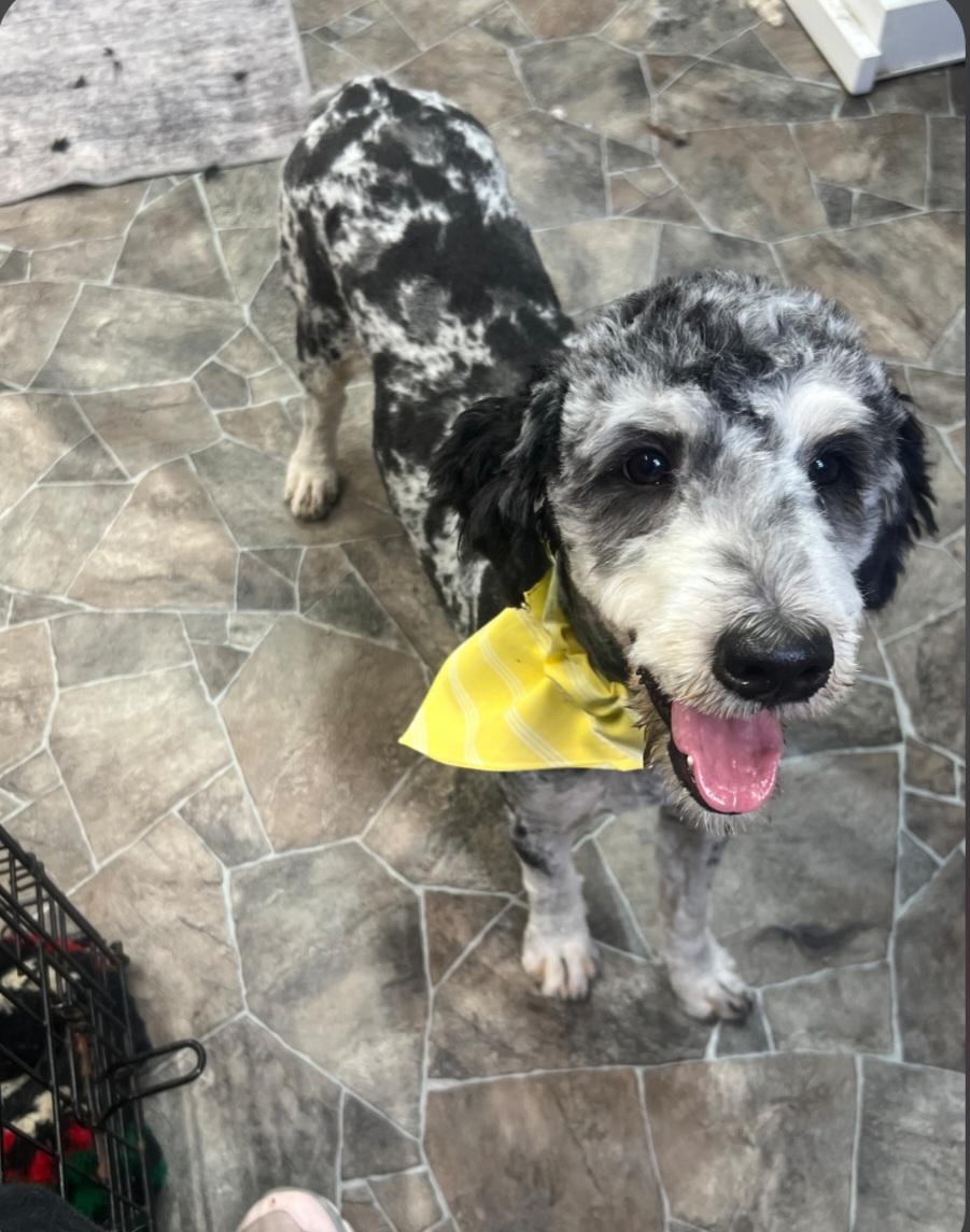 Bree, adopted, Puppy Female Bernedoodle.