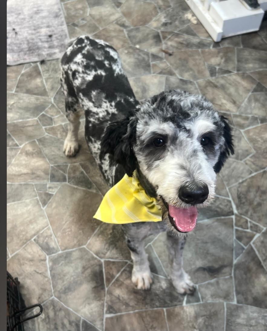 Enlarge Bree, an adopted Bernedoodle in Liberty Center, OH image 2/2