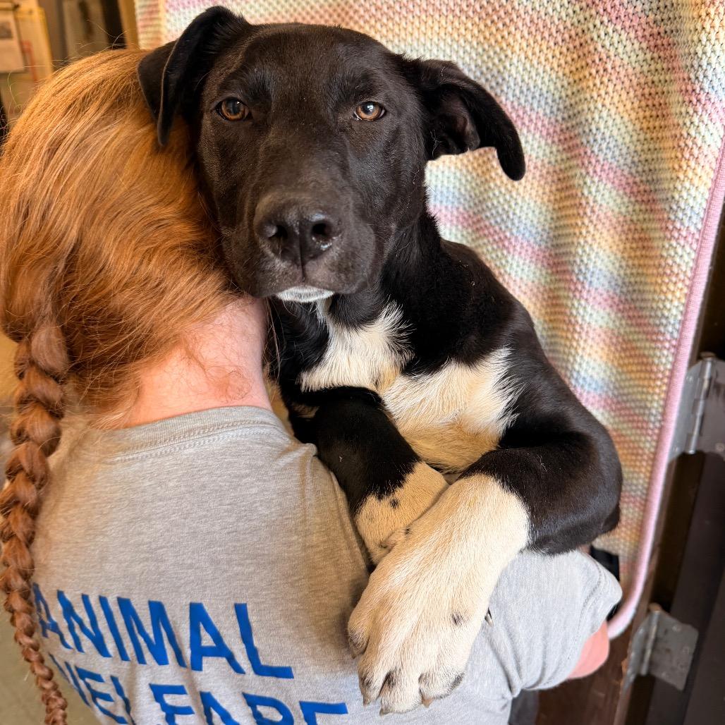 Enlarge Blossom, a Adoptable Mixed Breed in Sand Springs, OK image 1/2