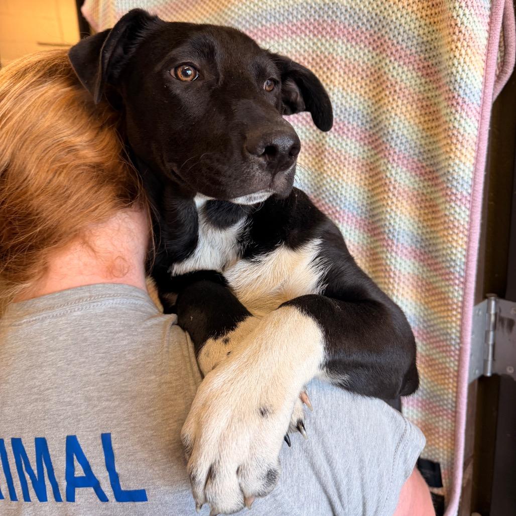 Enlarge Blossom, a Adoptable Mixed Breed in Sand Springs, OK image 2/2