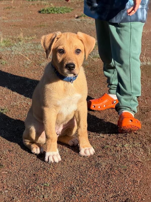 Enlarge Nutmeg, a Adopted mixed breed in renton, WA image 1/6