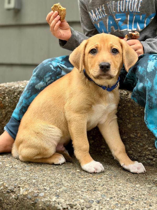 Enlarge Nutmeg, a Adopted mixed breed in renton, WA image 3/6