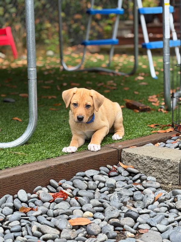 Enlarge Nutmeg, a Adopted mixed breed in renton, WA image 4/6
