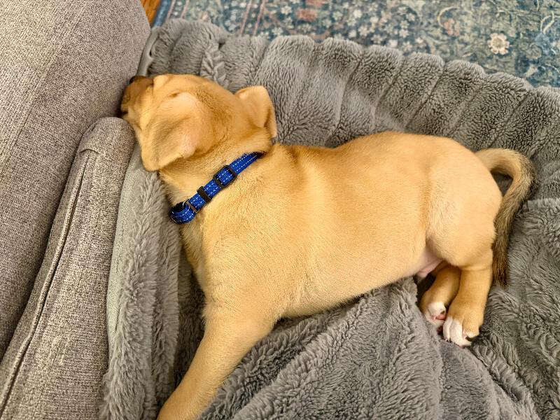 Enlarge Nutmeg, a Adopted mixed breed in renton, WA image 5/6
