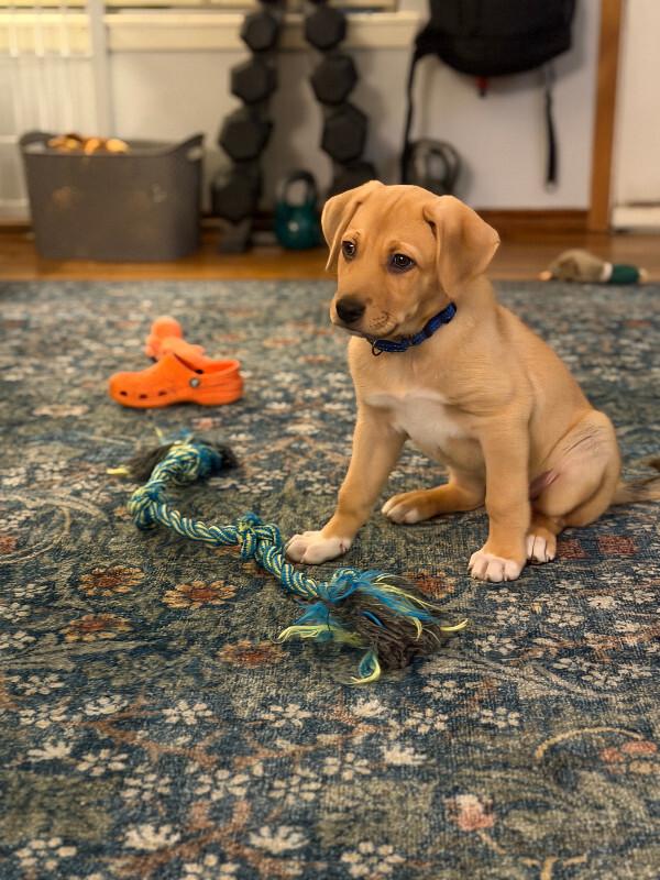 Nutmeg, Adopted, Young Male German Shepherd Dog & Mixed Breed.