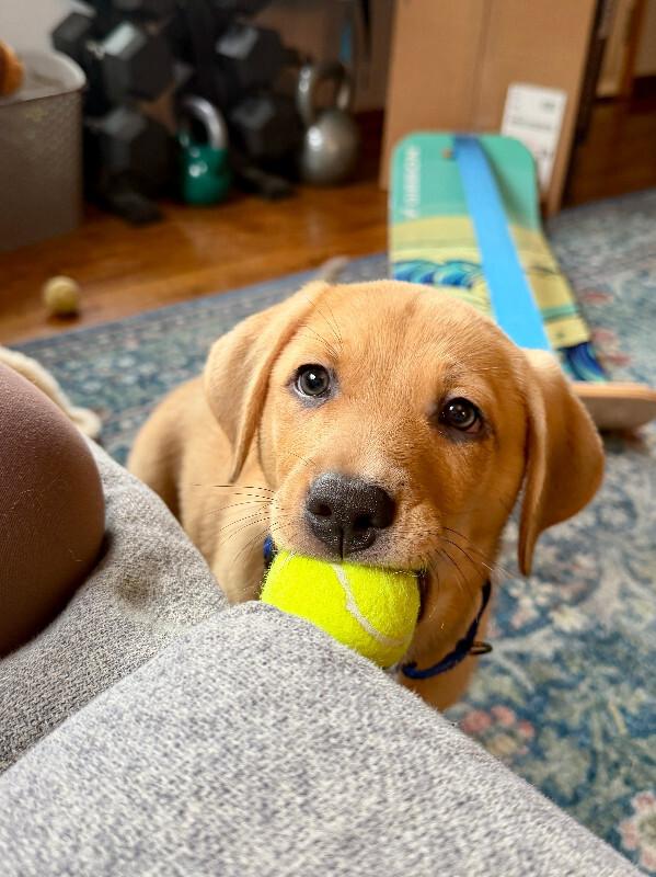 Enlarge Nutmeg, a Adopted mixed breed in renton, WA image 6/6
