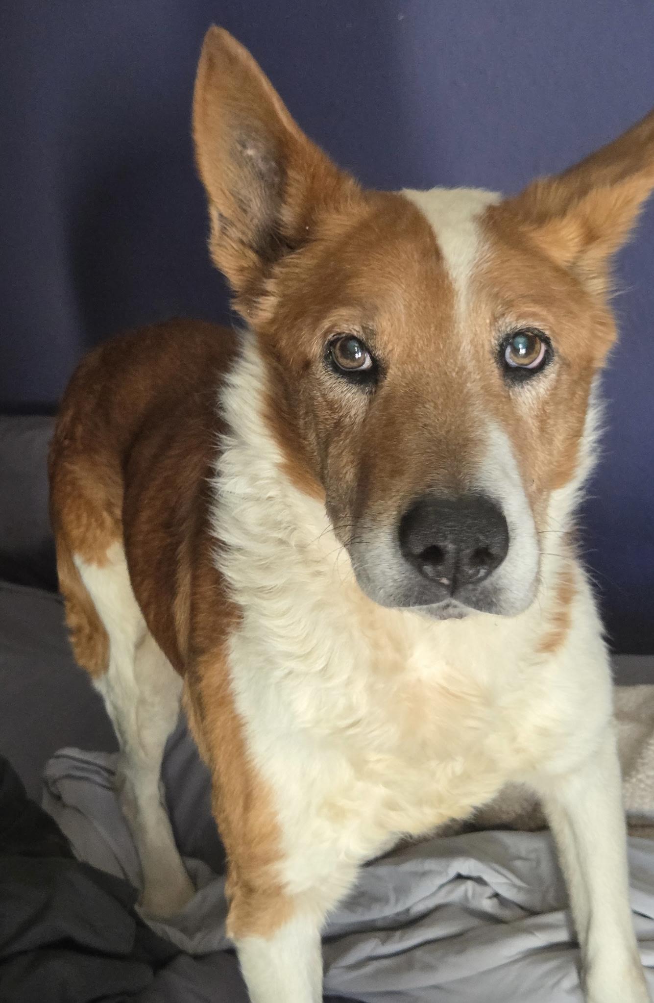 Roman AKA “Red”, a Adoptable mixed breed in Moyock, NC image 1/5