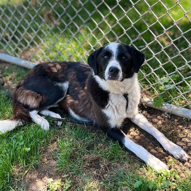Enlarge ANNIE, a Adoptable mixed breed in Modesto, CA image 1/1