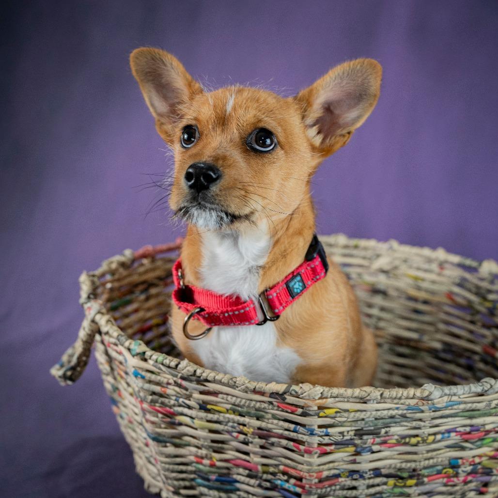 Fred, Adoptable, Young Male Terrier.