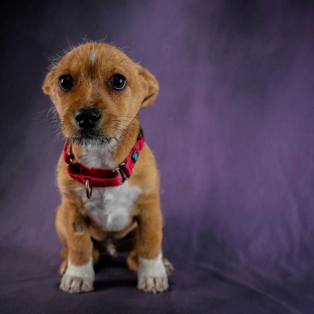Enlarge Fred, a Adoptable Terrier in Buellton, CA image 3/4