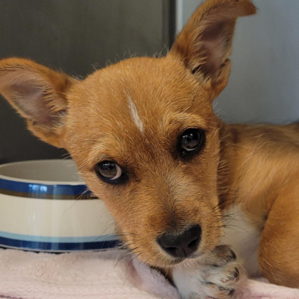 Enlarge Fred, a Adoptable Terrier in Buellton, CA image 4/4