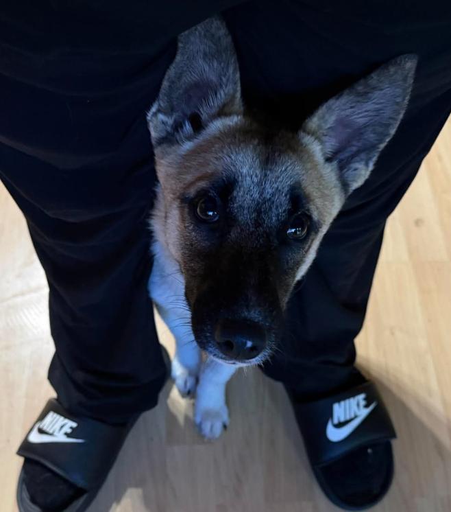 Enlarge Lil Pete, a Adoptable mixed breed in Anchorage, AK image 1/2