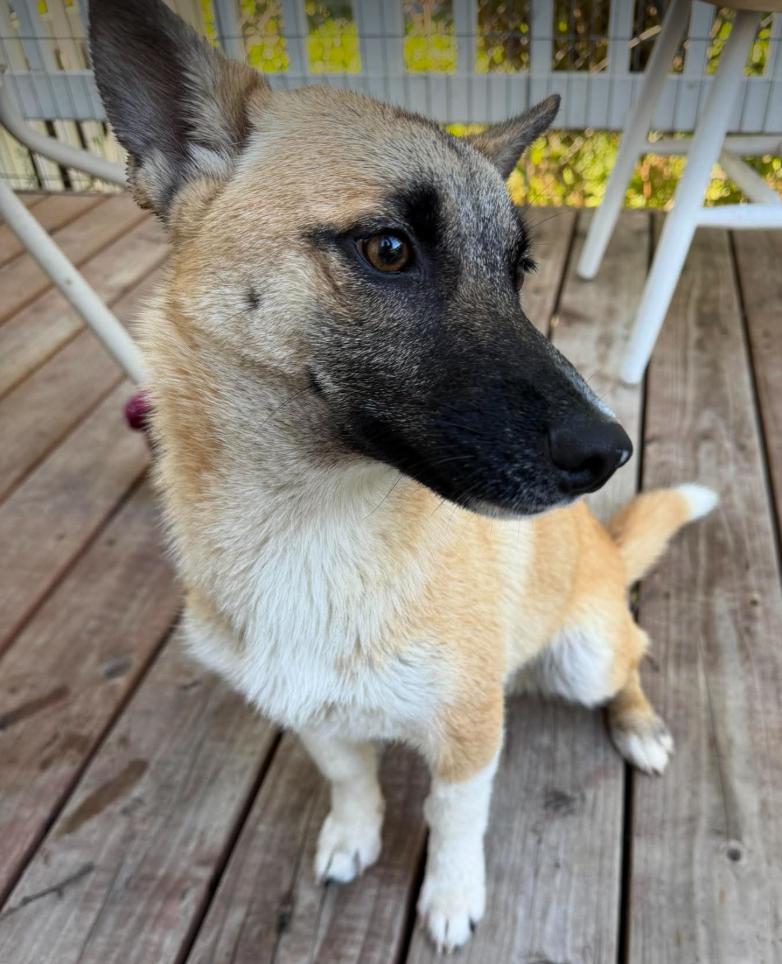 Enlarge Lil Pete, a Adoptable mixed breed in Anchorage, AK image 2/2