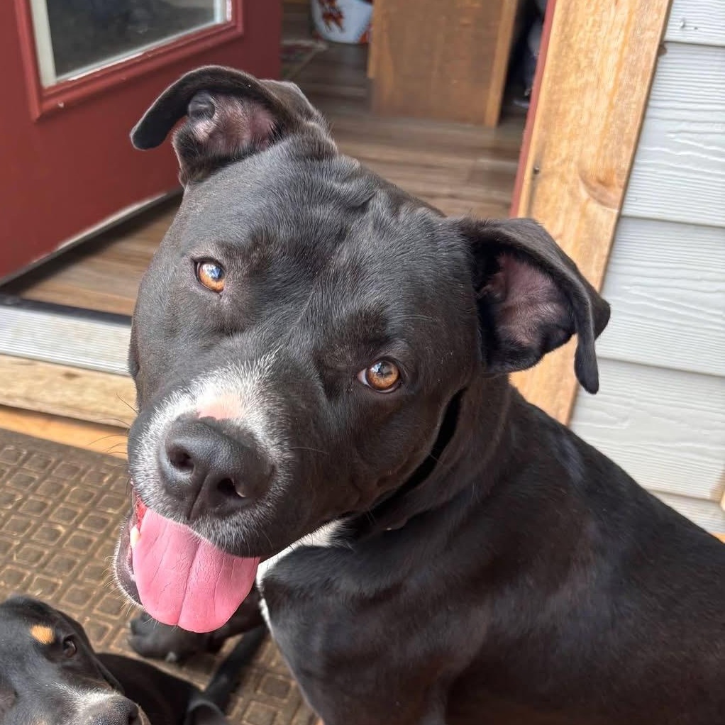 Enlarge Nico, a Adoptable mixed breed in Estes Park, CO image 1/4