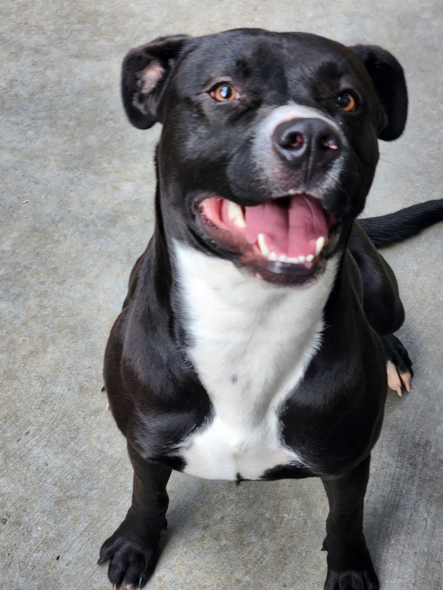 Enlarge Nico, a Adoptable mixed breed in Estes Park, CO image 2/4