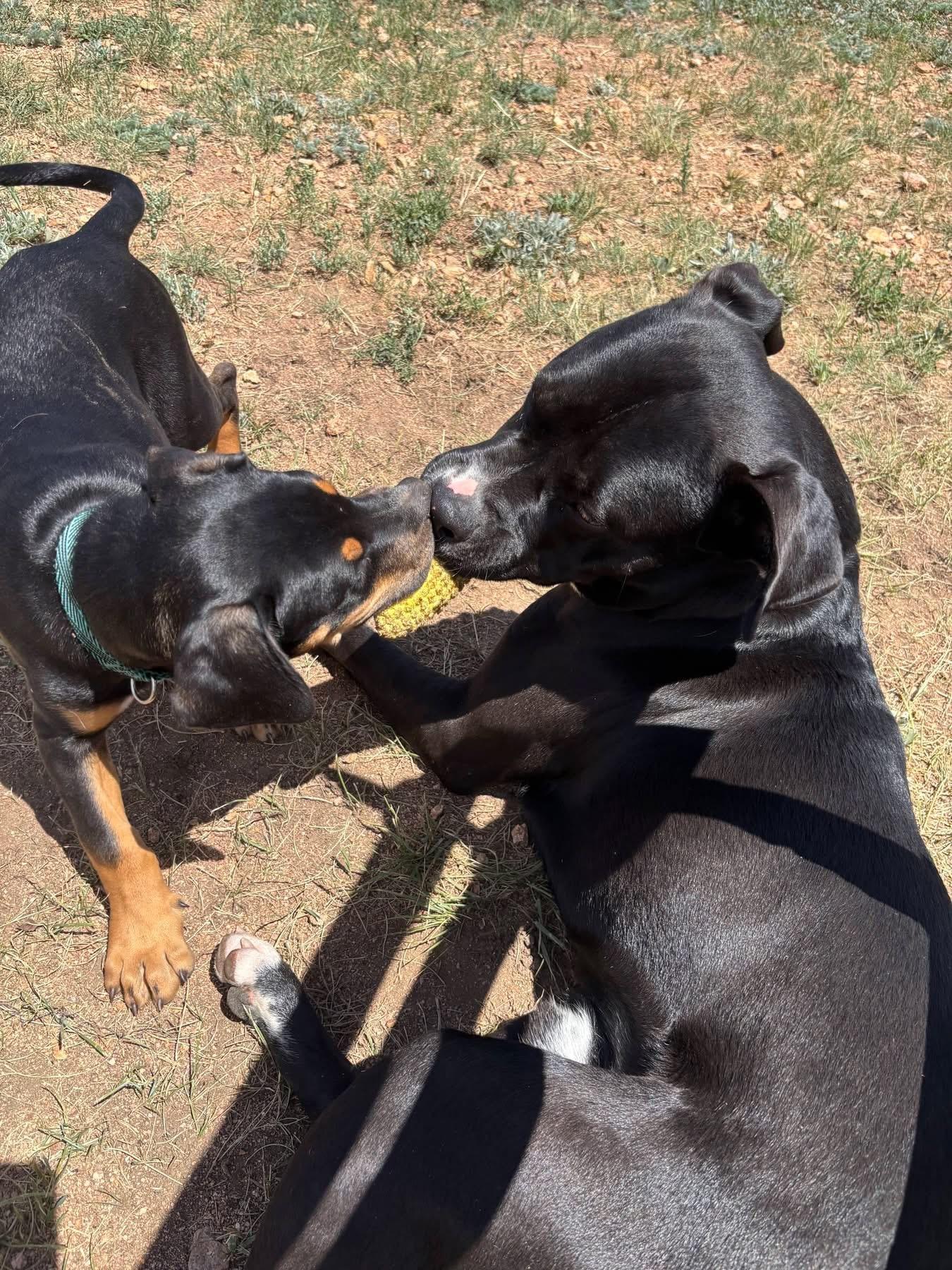 Enlarge Nico, a Adoptable mixed breed in Estes Park, CO image 3/4