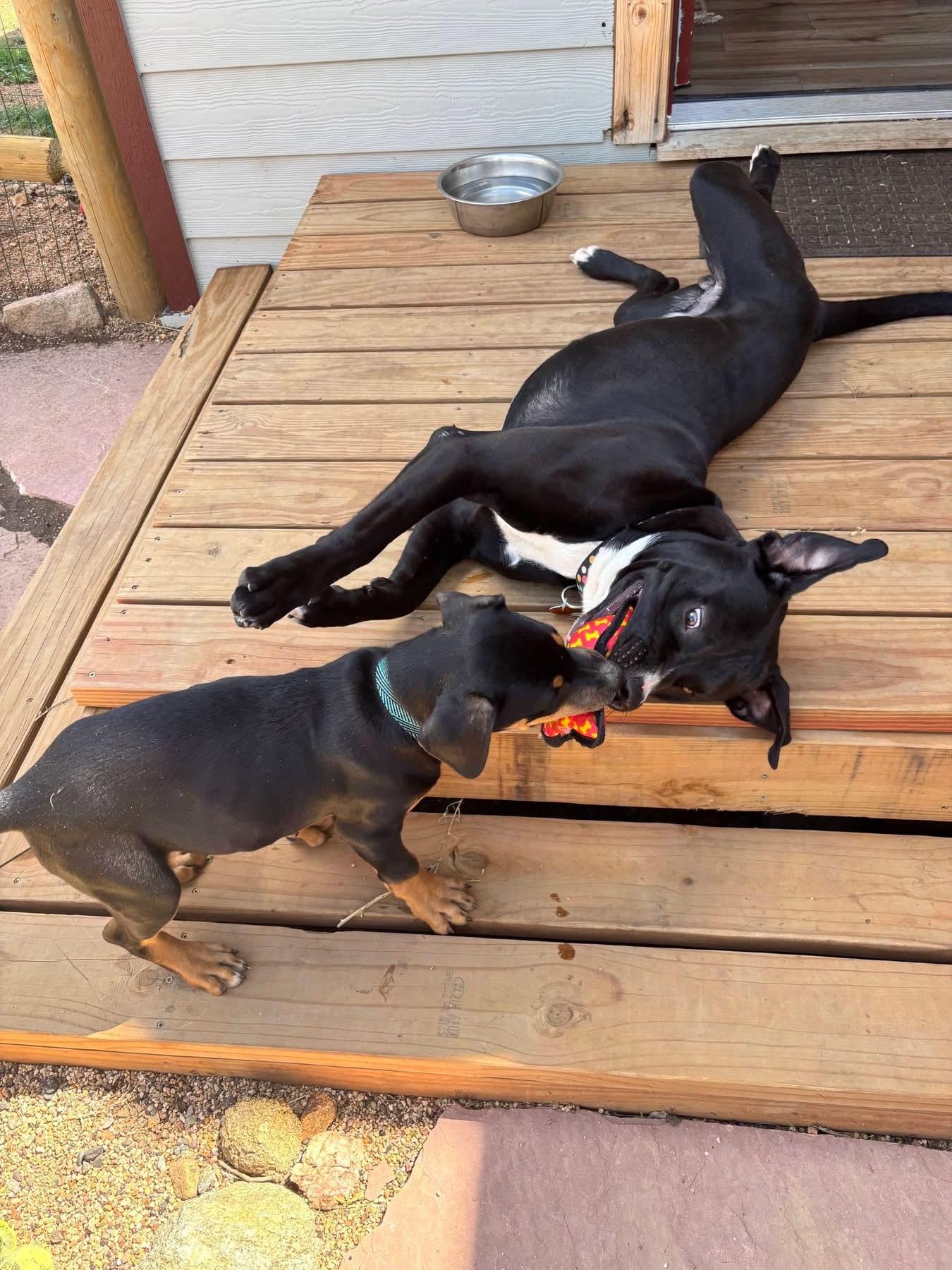 Enlarge Nico, a Adoptable mixed breed in Estes Park, CO image 4/4