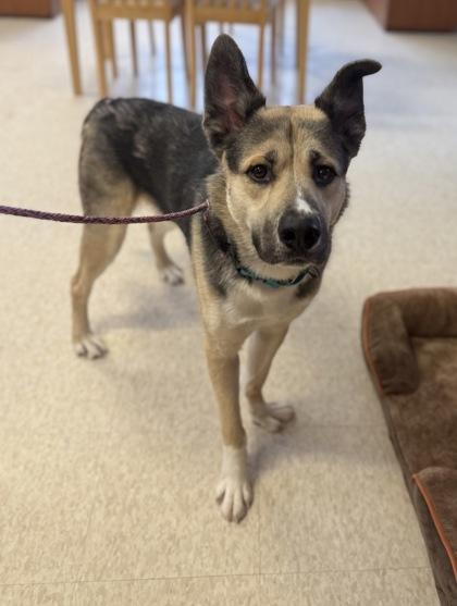 Enlarge Valentino, a Adoptable mixed breed in Harbor Springs, MI image 1/1