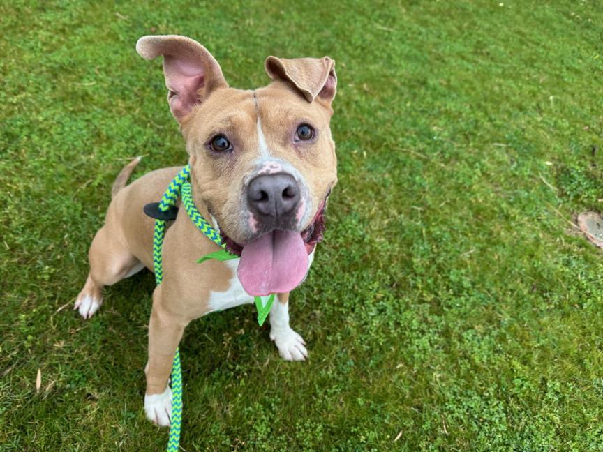 TAXI, Adoptable, Adult Male Pit Bull Terrier & Mixed Breed.