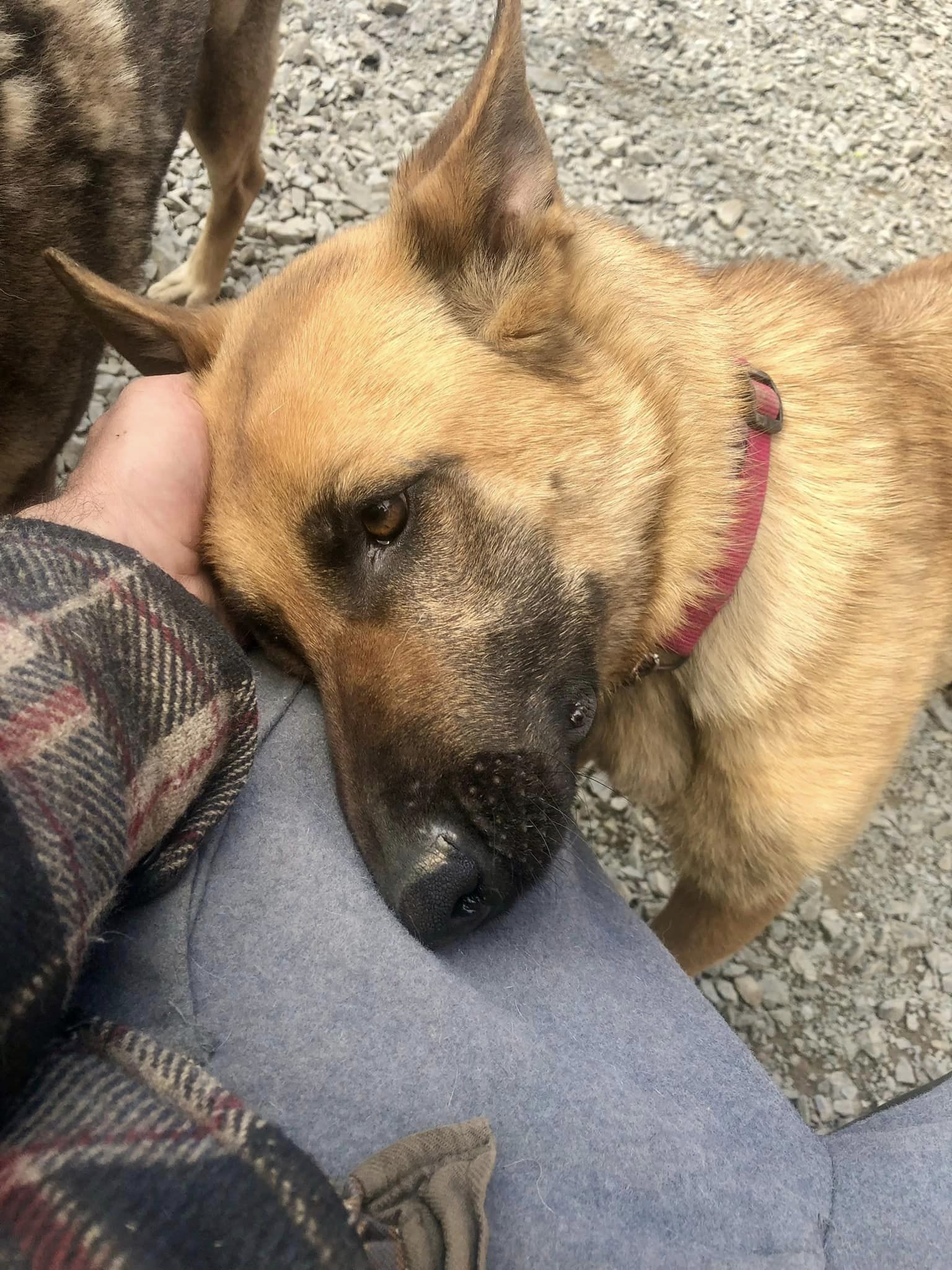 Enlarge Bella, a Adopted Belgian Shepherd / Malinois in West Northfield, NS image 1/2