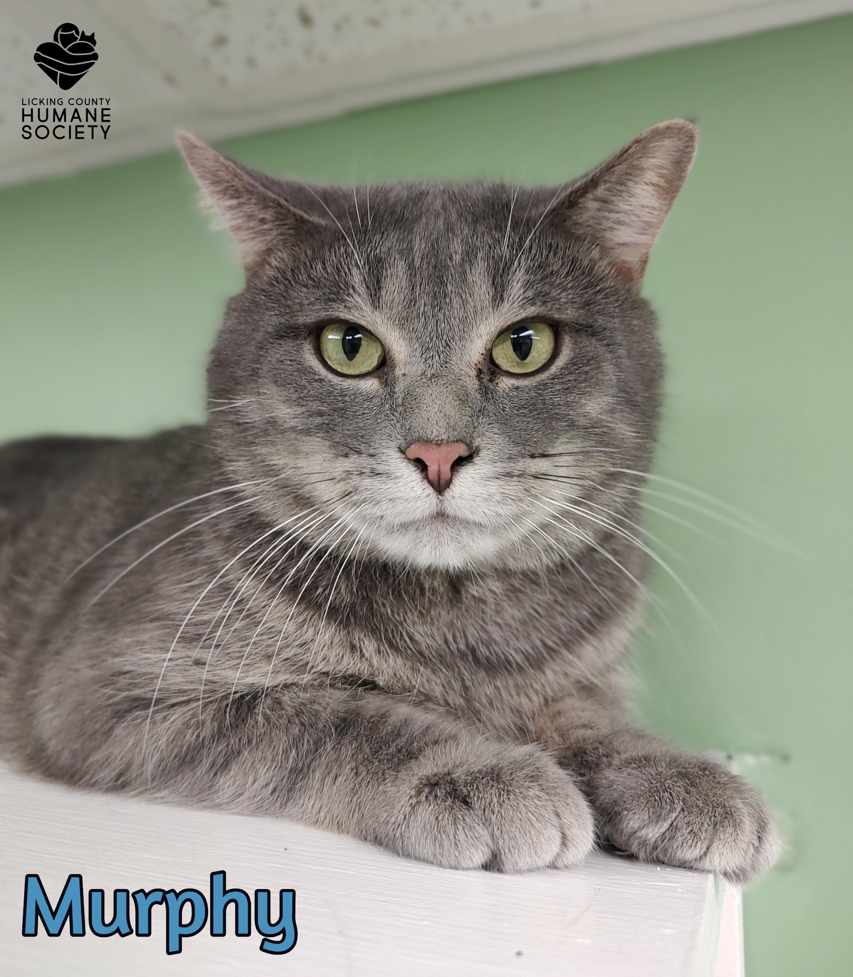 Murphy, a Adoptable Domestic Short Hair in Heath, OH image 1/2