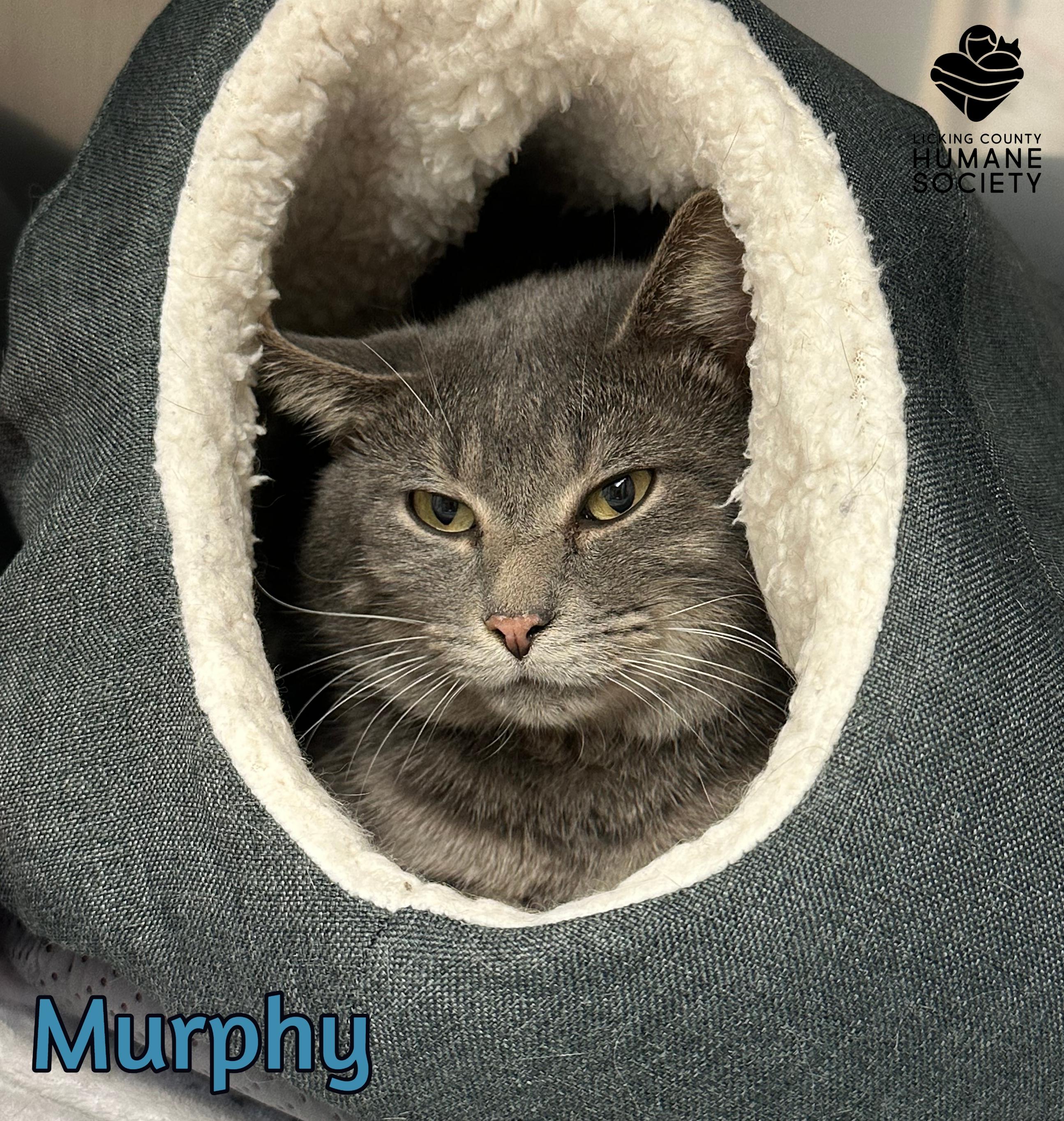 Murphy, a Adoptable Domestic Short Hair in Heath, OH image 2/2