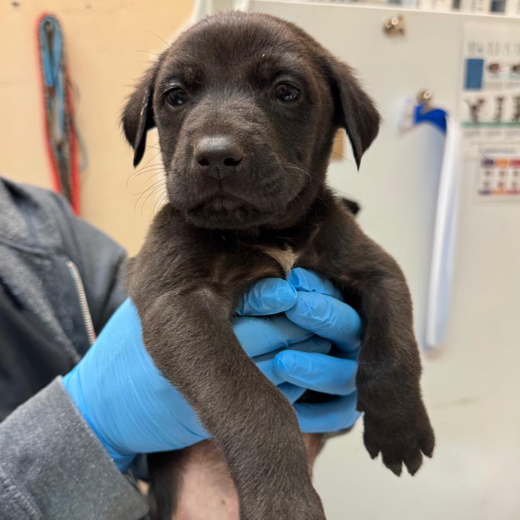 Enlarge George, a Adoptable Terrier in Birmingham, AL image 1/1