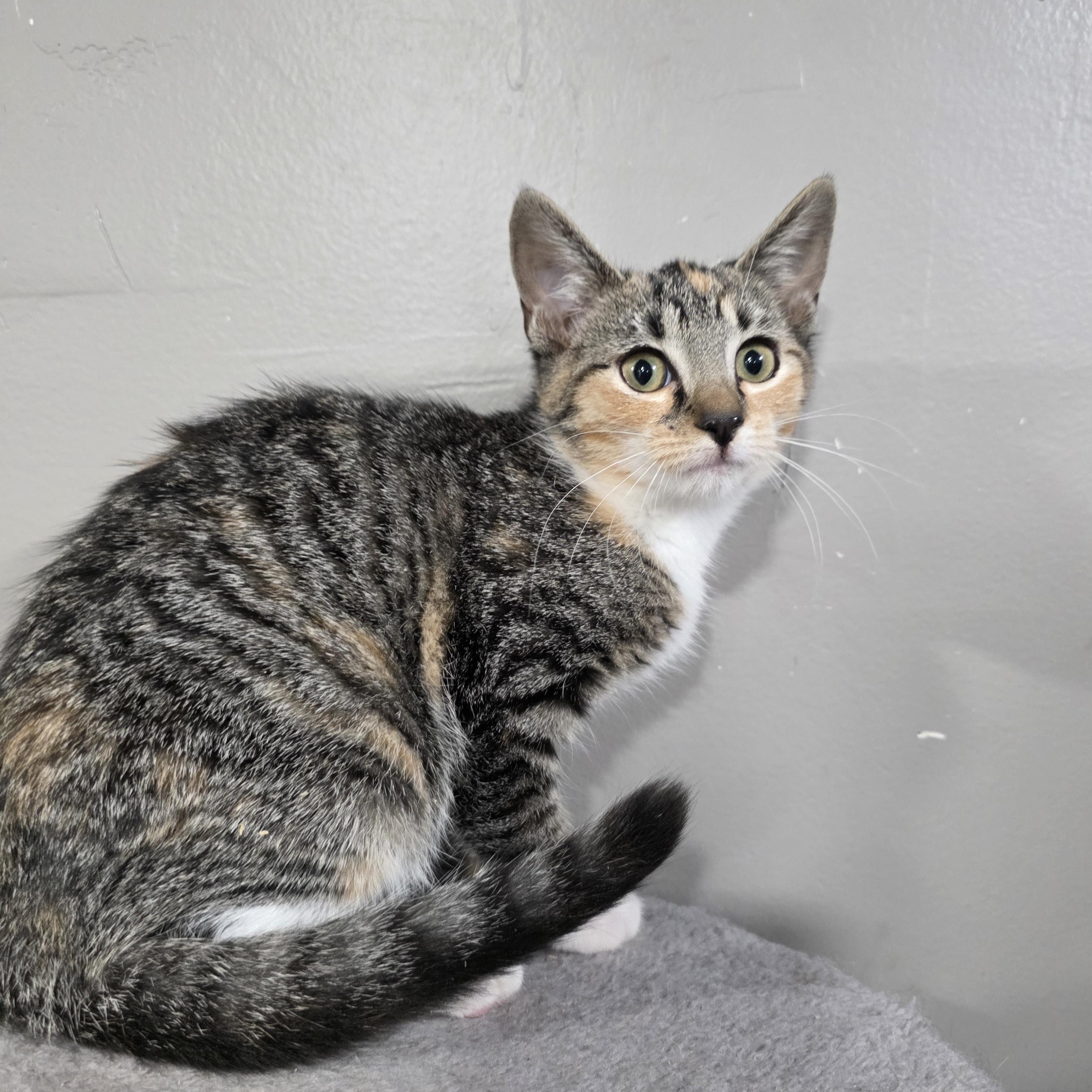 Enlarge Porsche, a Adoptable mixed breed in Mastic beach, NY image 1/3