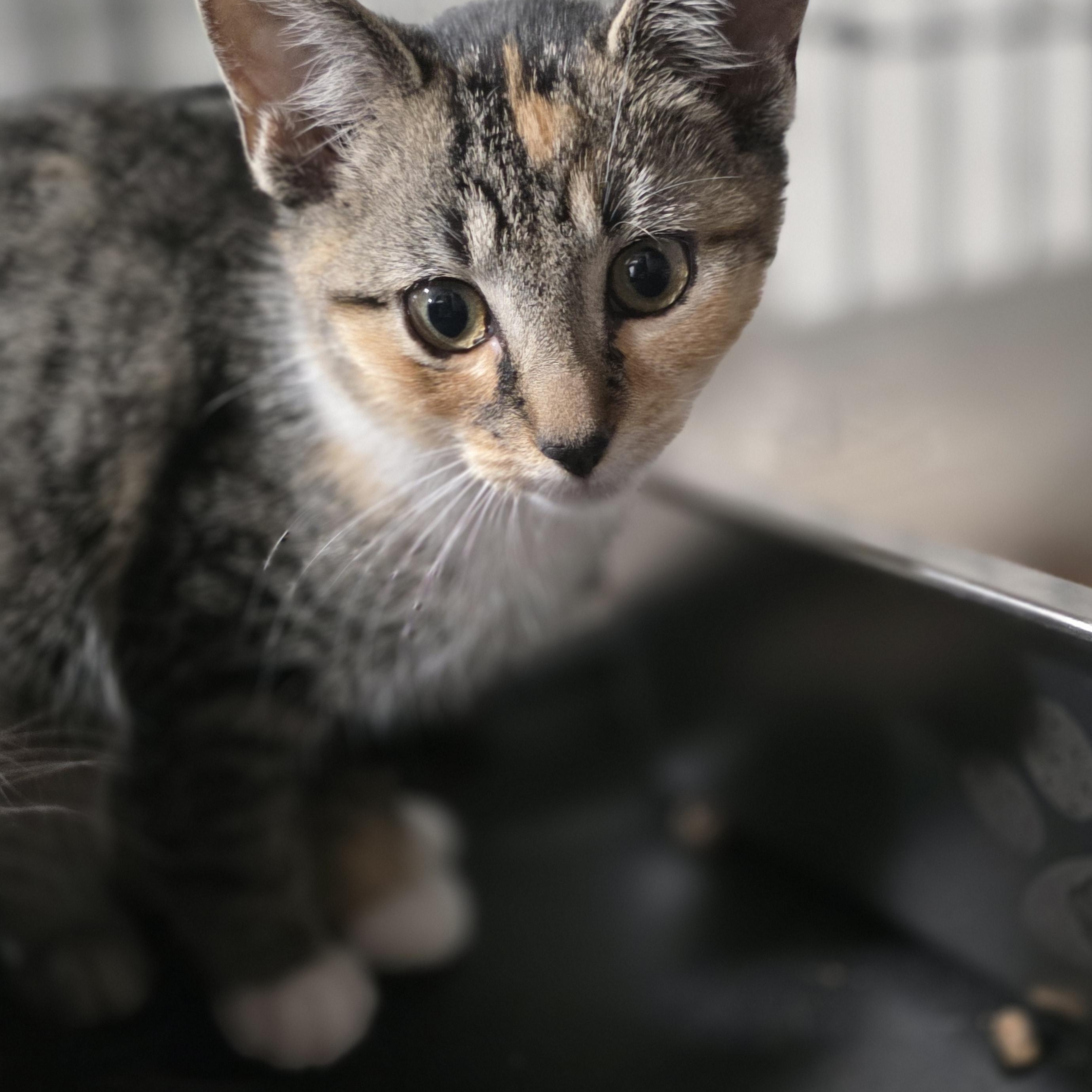 Enlarge Porsche, a Adoptable mixed breed in Mastic beach, NY image 3/3