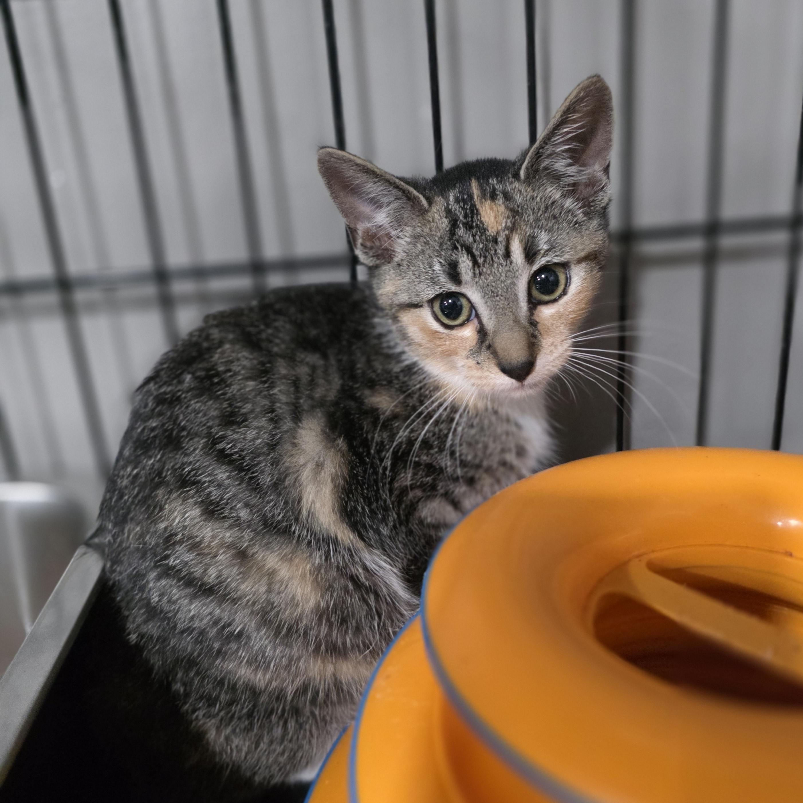 Enlarge Porsche, a Adoptable mixed breed in Mastic beach, NY image 2/3