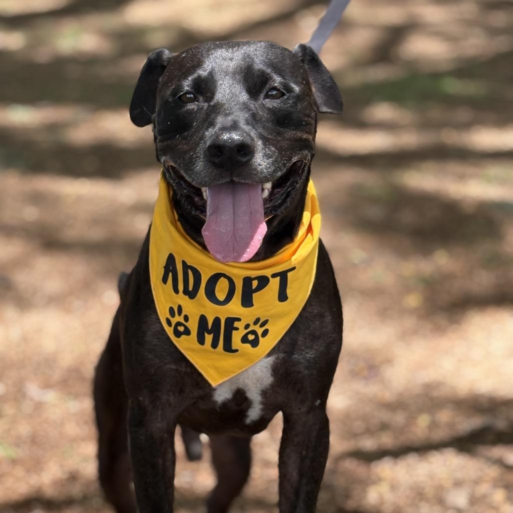 Enlarge Laney, a Adoptable Mixed Breed in Keaau, HI image 1/6
