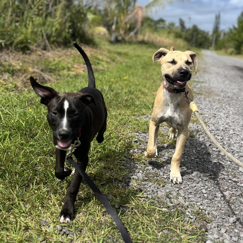 Enlarge Laney, a Adoptable Mixed Breed in Keaau, HI image 2/6