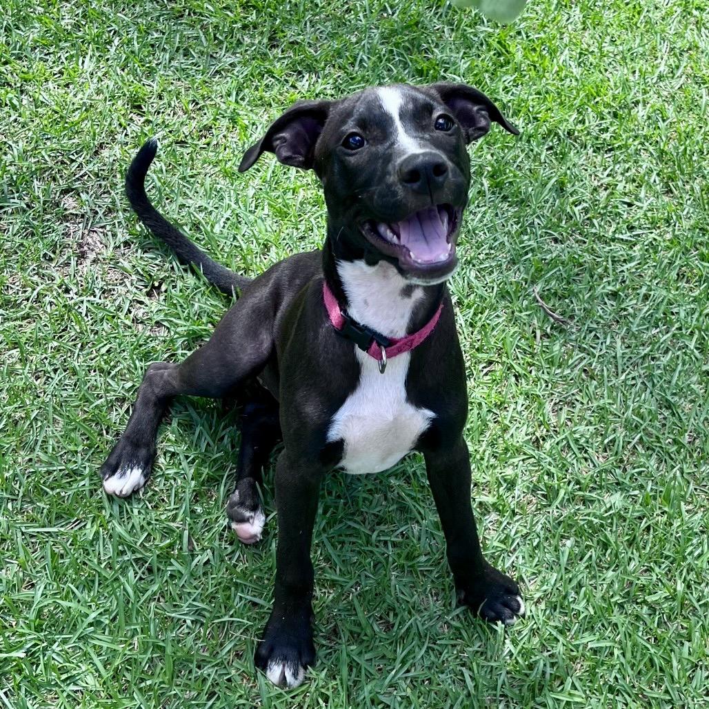 Enlarge Laney, a Adoptable Mixed Breed in Keaau, HI image 3/6