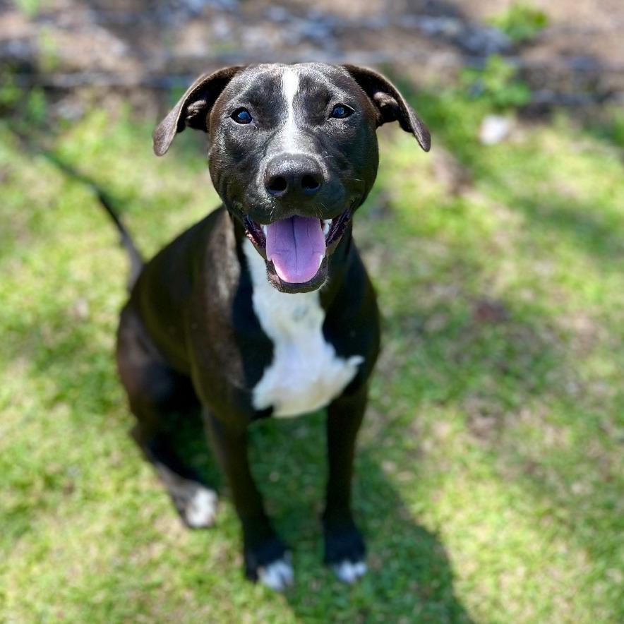 Enlarge Laney, a Adoptable Mixed Breed in Keaau, HI image 5/6