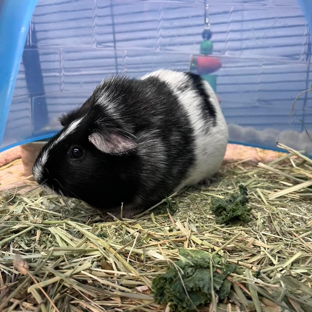 Oreo, adopted, Young Female Guinea Pig.