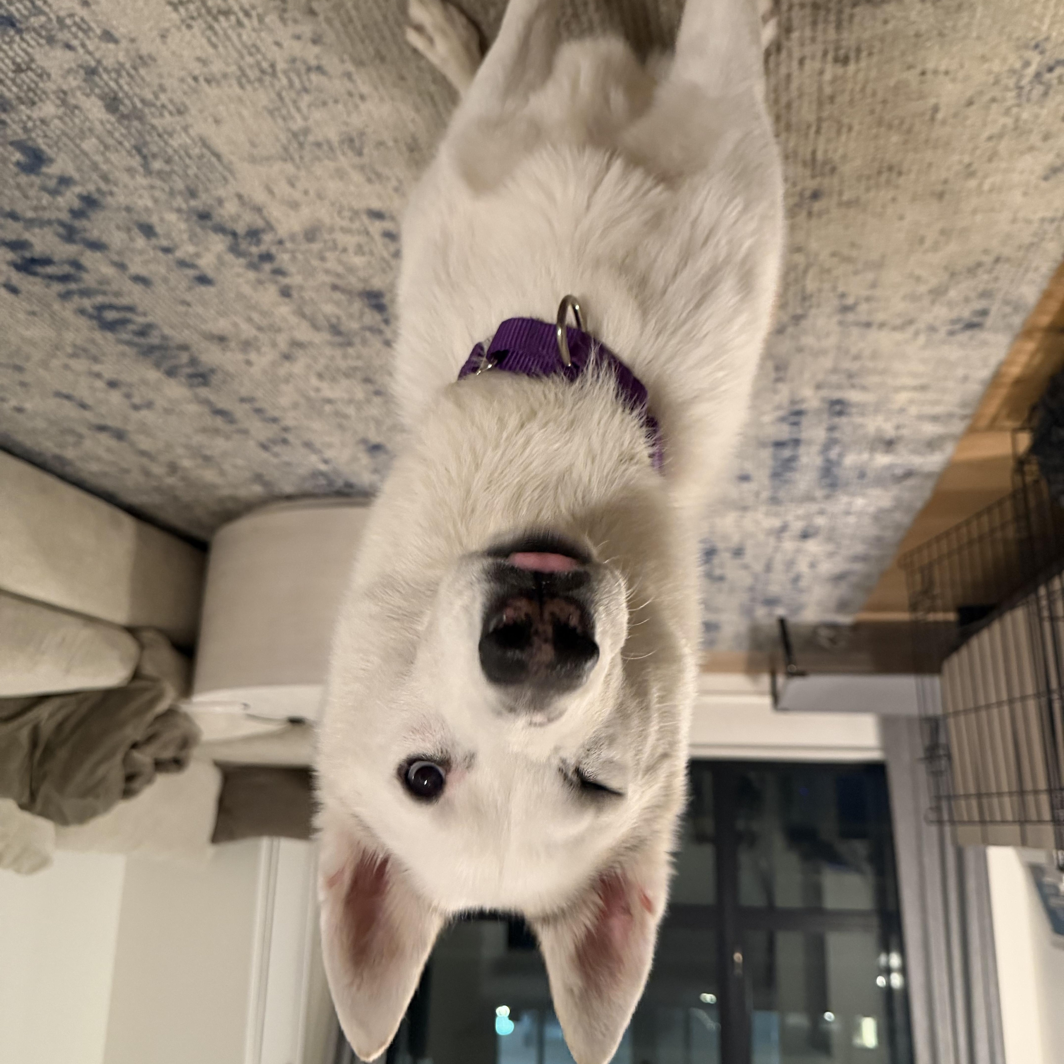 Snow — thumbnail 2