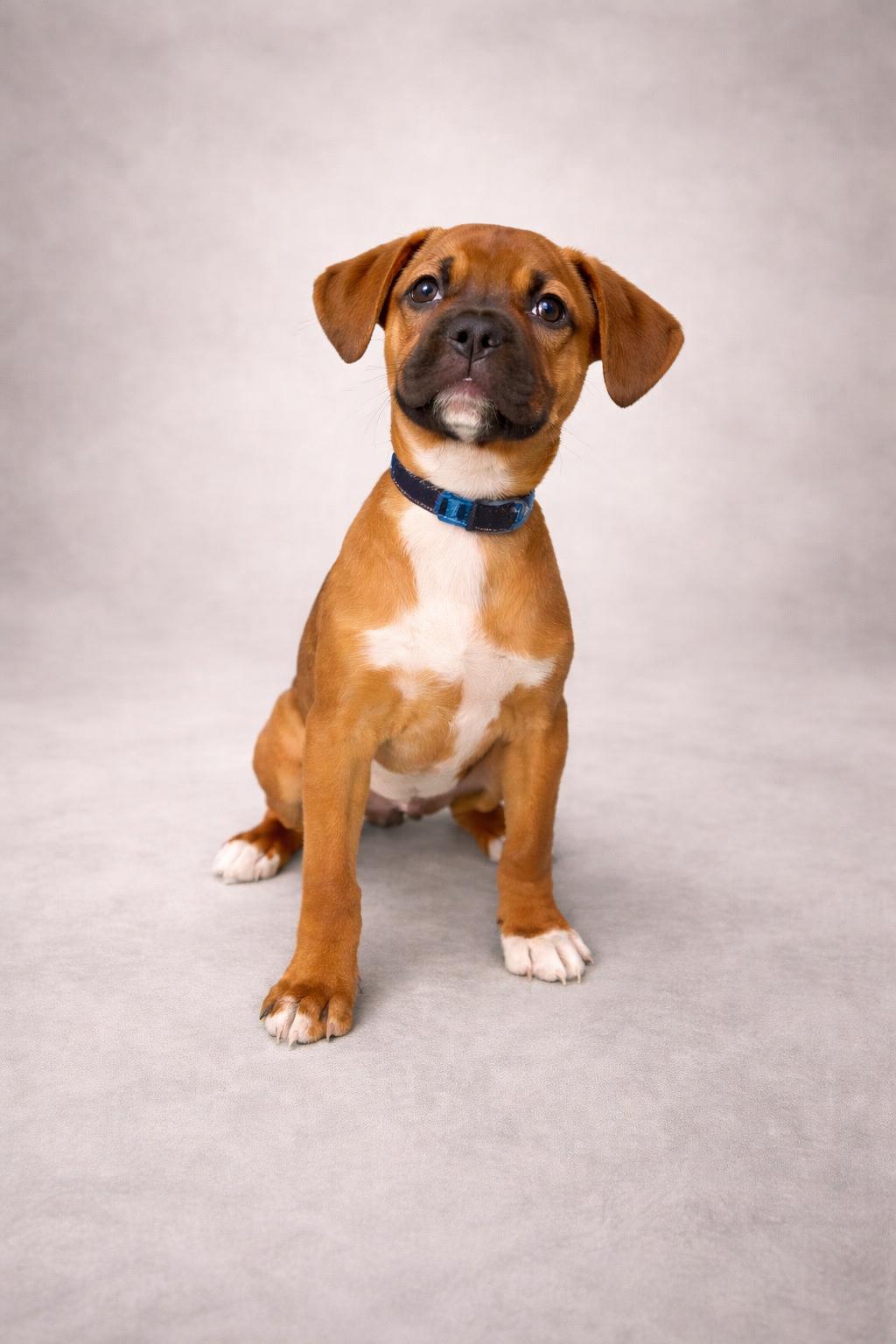 Enlarge Daisy, a ADOPTABLE mixed breed in Hortense, GA image 2/2