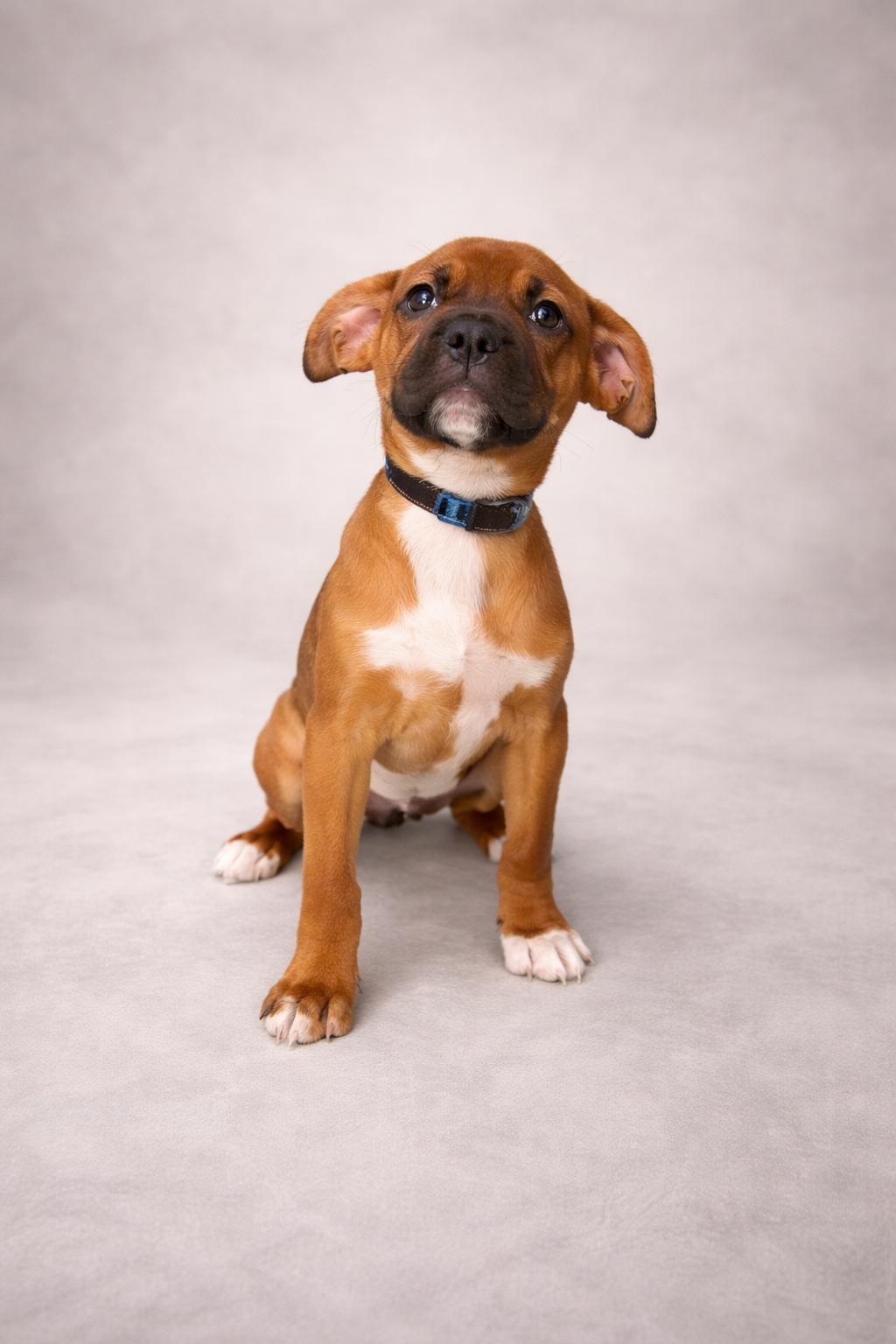 Daisy, ADOPTABLE, Puppy Female Labrador Retriever.