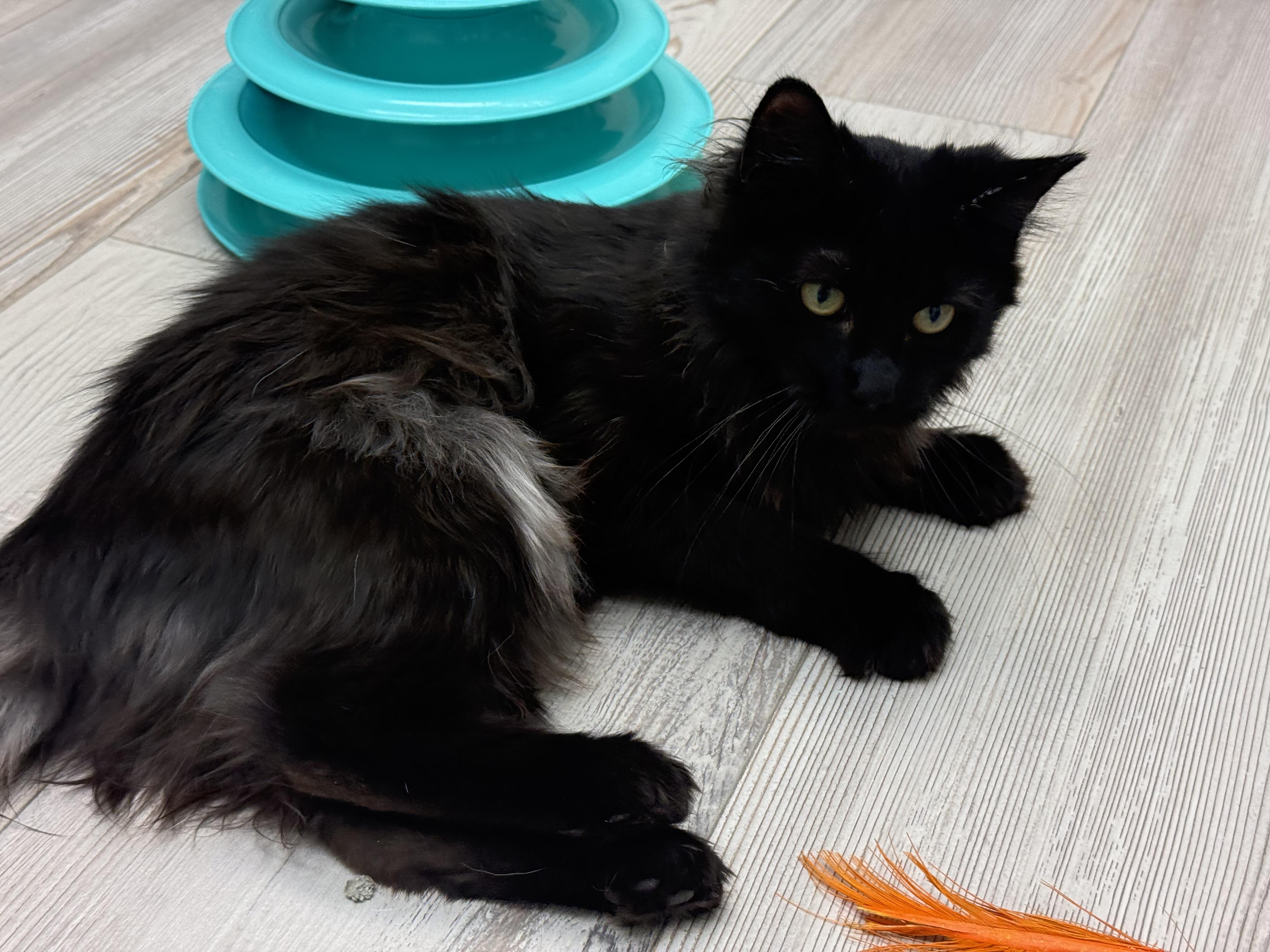 Enlarge Adriana , a ADOPTABLE Domestic Long Hair in Madison, WI image 2/5