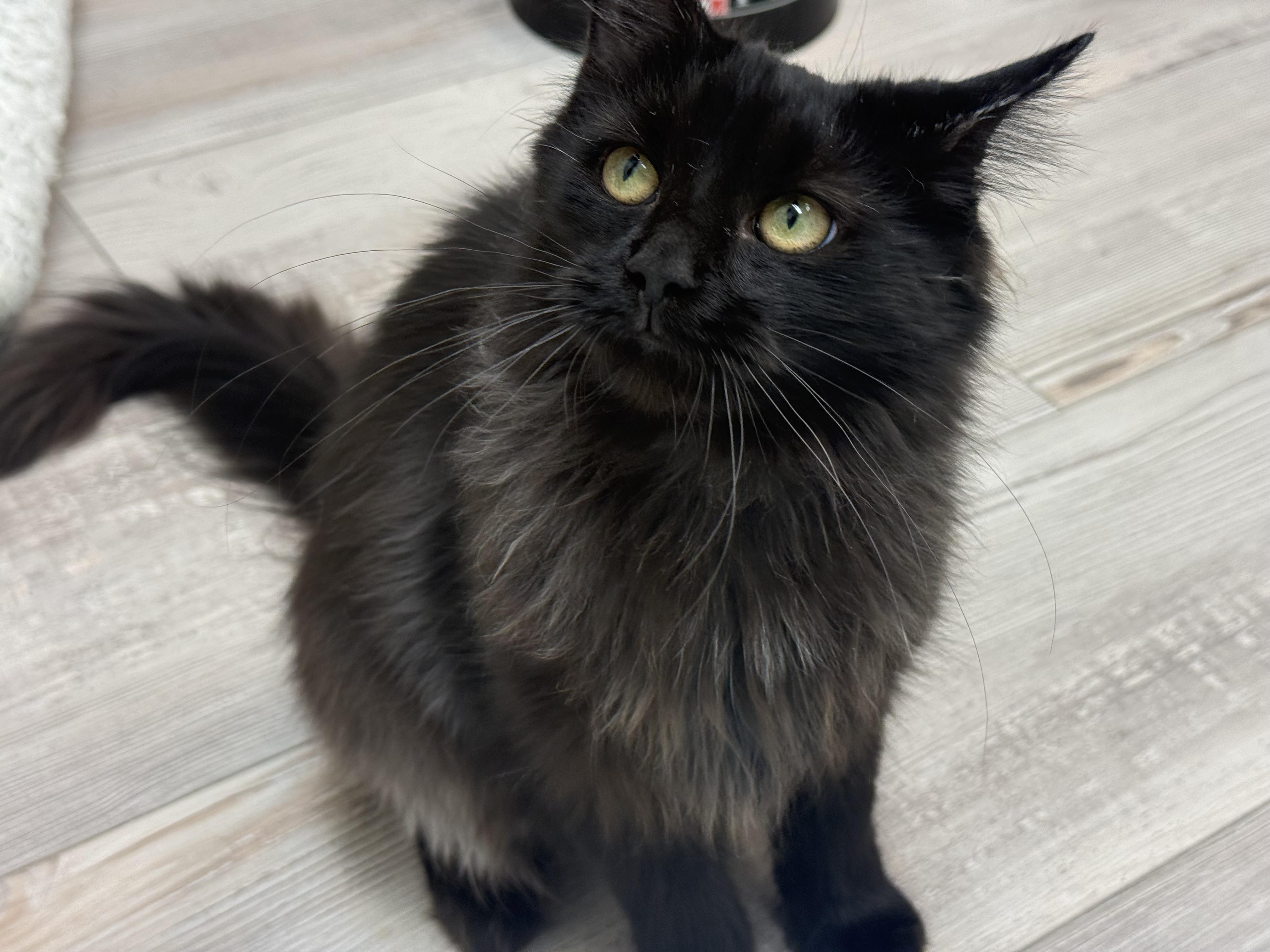 Enlarge Adriana , a ADOPTABLE Domestic Long Hair in Madison, WI image 4/5