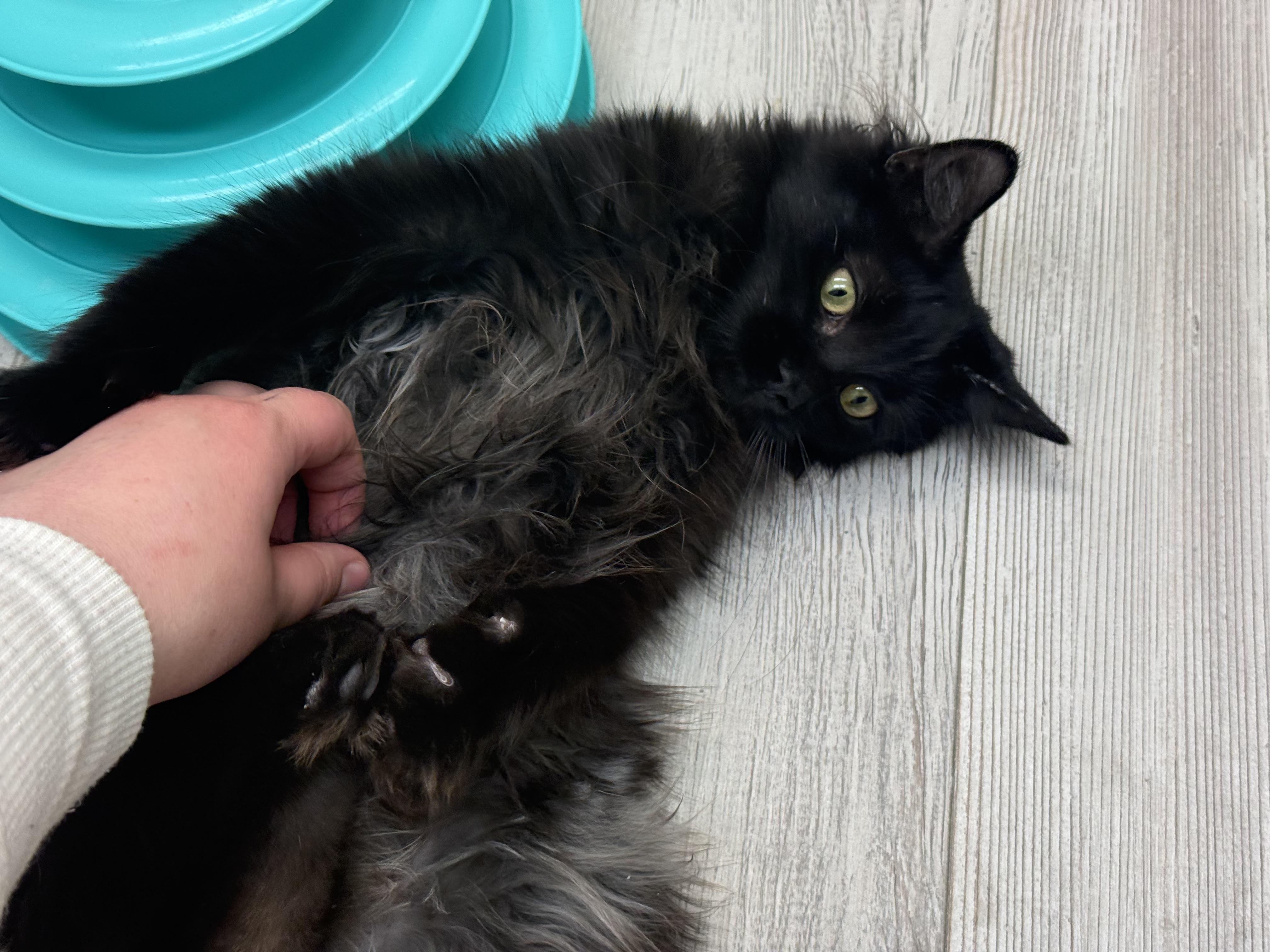 Enlarge Adriana , a ADOPTABLE Domestic Long Hair in Madison, WI image 3/5