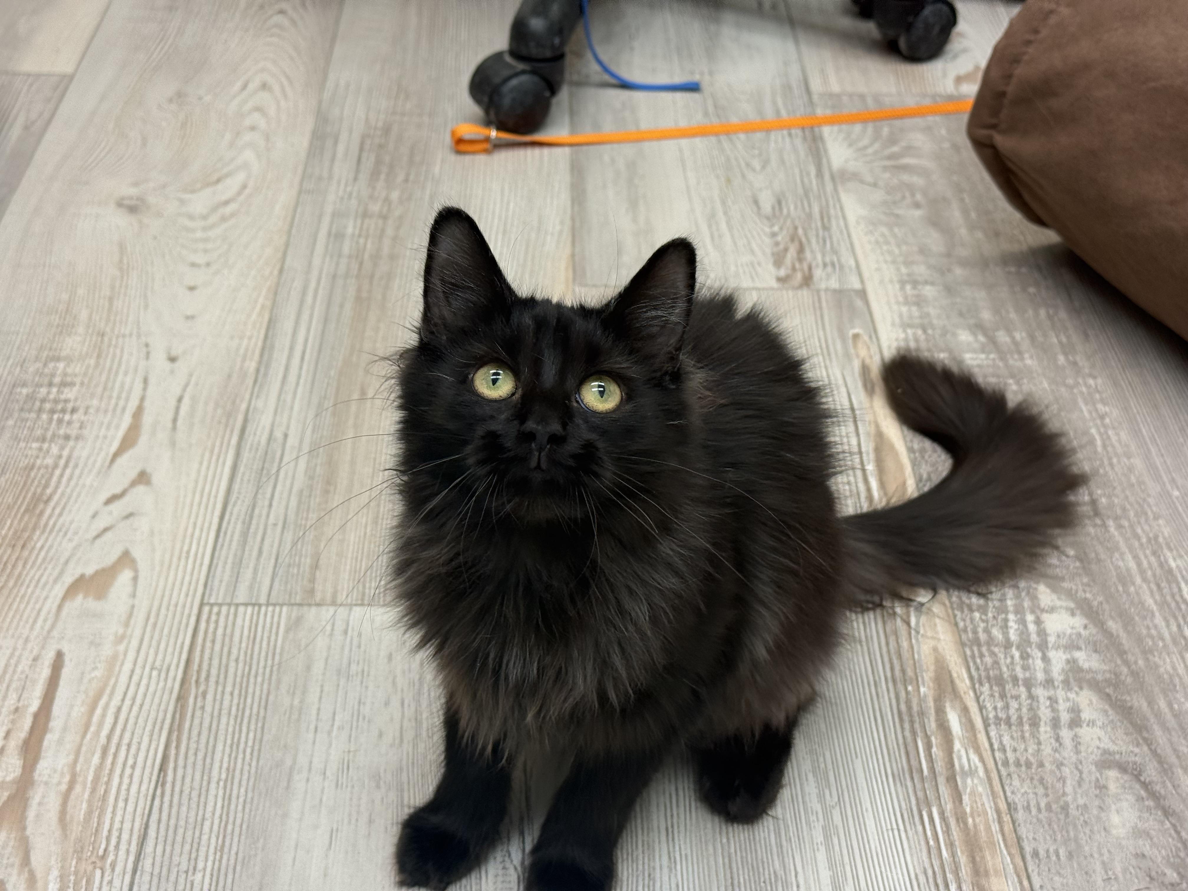 Enlarge Adriana , a ADOPTABLE Domestic Long Hair in Madison, WI image 5/5