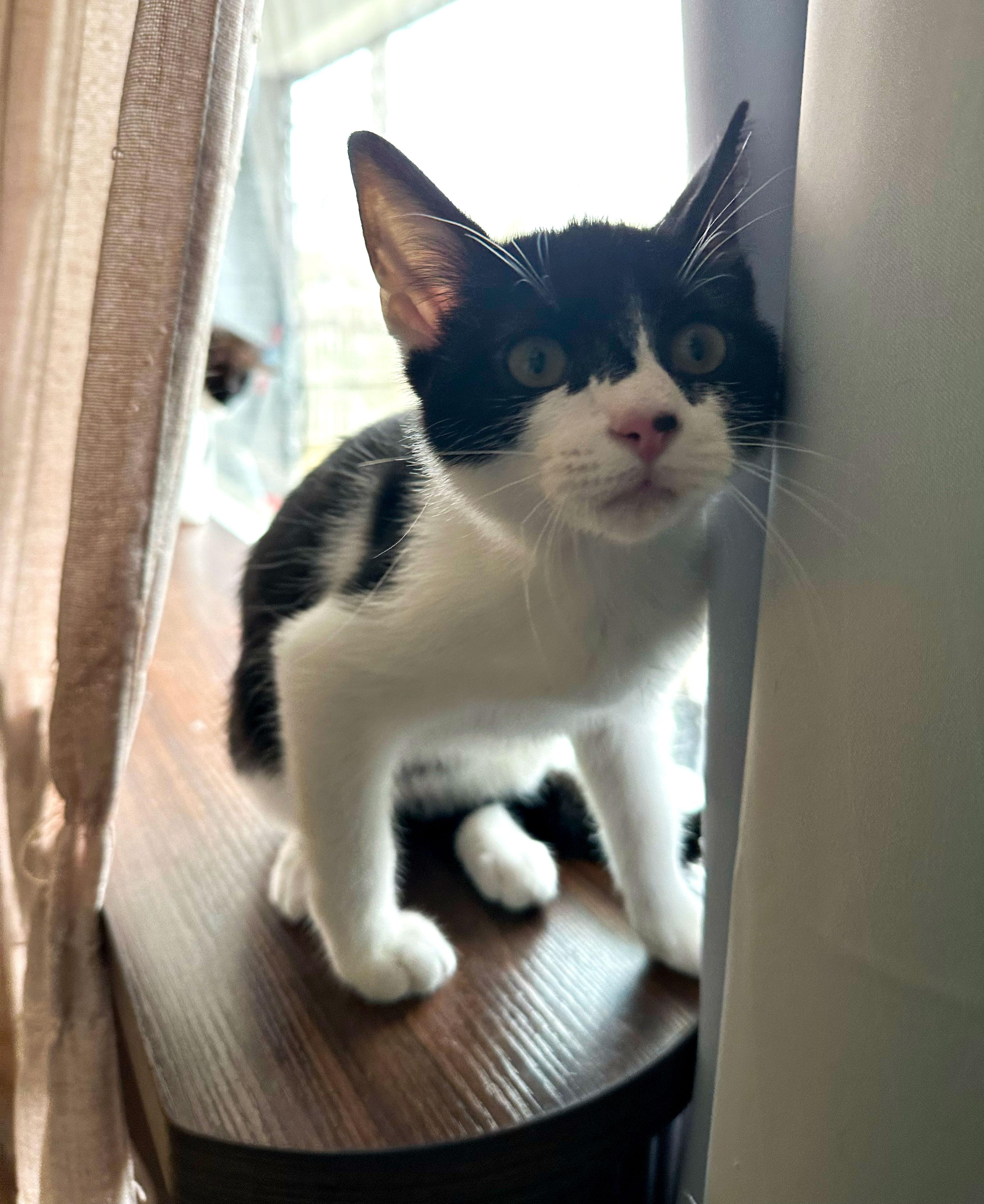 Monroe — thumbnail 3