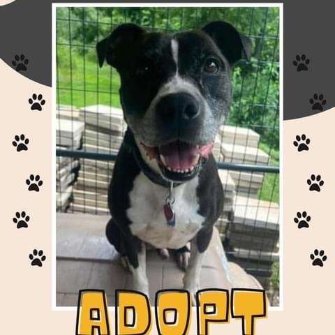 Enlarge Stitch, a Adoptable American Staffordshire Terrier in Elizabeth, WV image 1/1