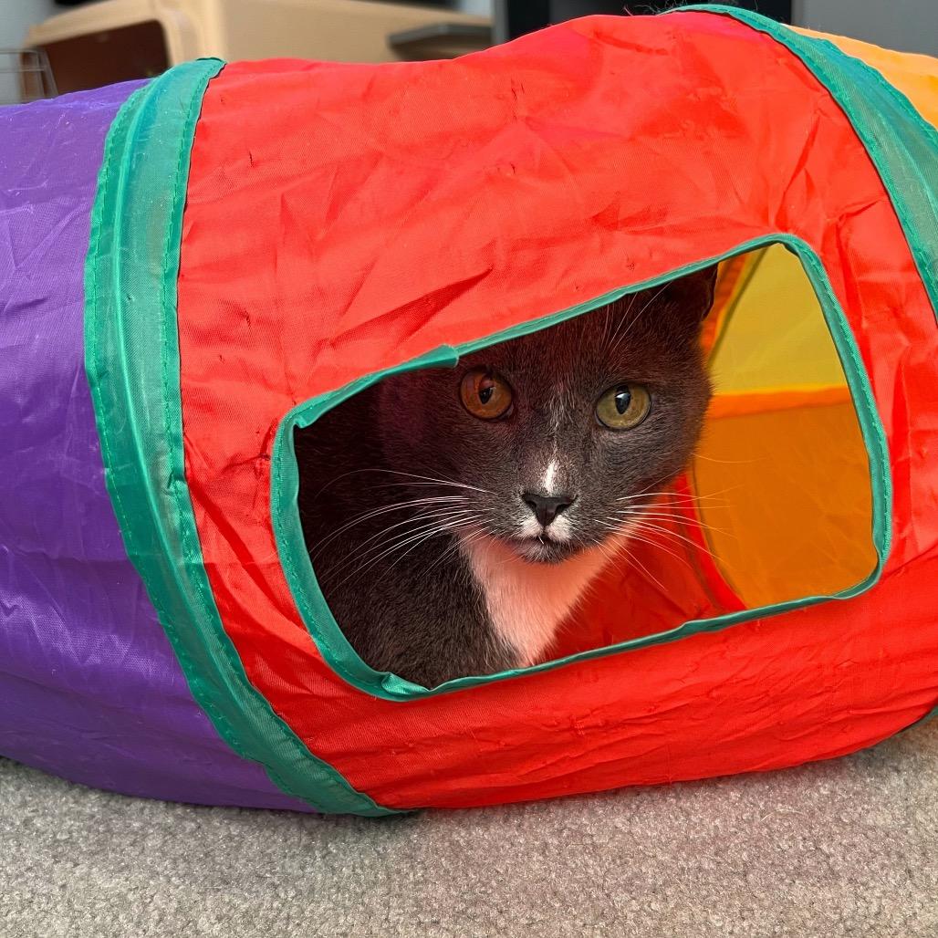 Ducky 2.0 — thumbnail 3